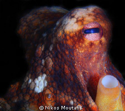 octapus - canon 5d mk II + sigma 105mm 2,8 DG + inon strobes by Nikos Moutafis 